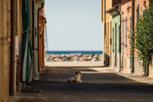 street, dog, sea